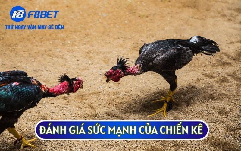 Trước khi cược bạn cần đánh giá sức mạnh của các con chiến kê