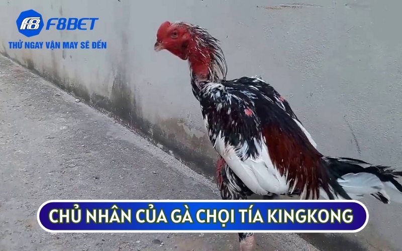 GÀ CHỌI TÍA KINGKONG của bác Hoà Sắt là biểu tượng của sức mạnh và tài năng